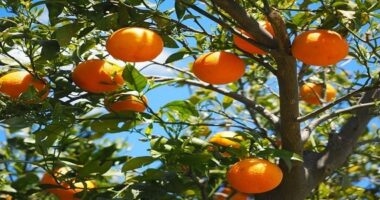 طريقة زراعة البرتقال