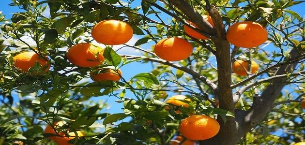 طريقة زراعة البرتقال