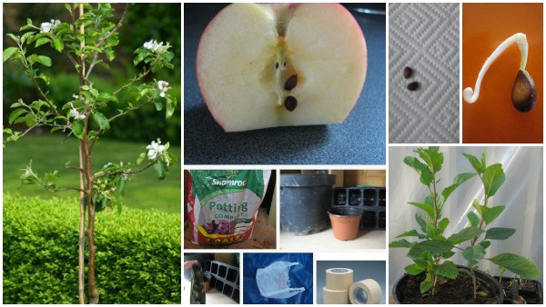طريقة زراعة التفاح