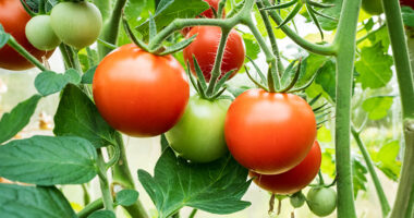 طريقة زراعة الطماطم