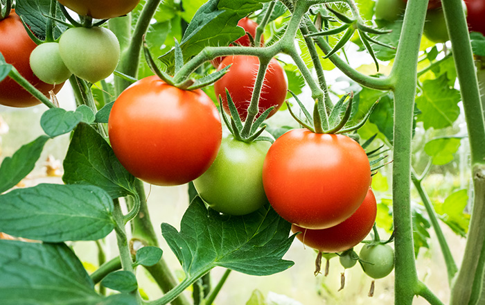 طريقة زراعة الطماطم